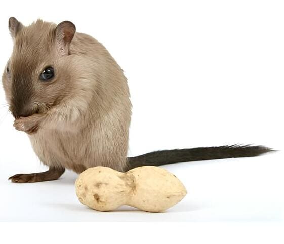 Hamster