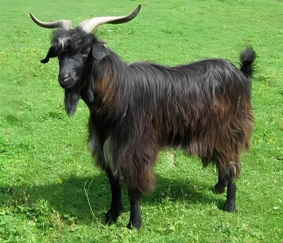 He-goat