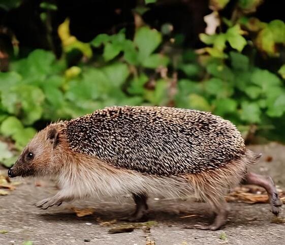 Hedgehog