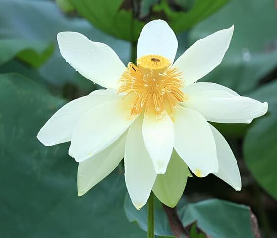 Hemp Flower