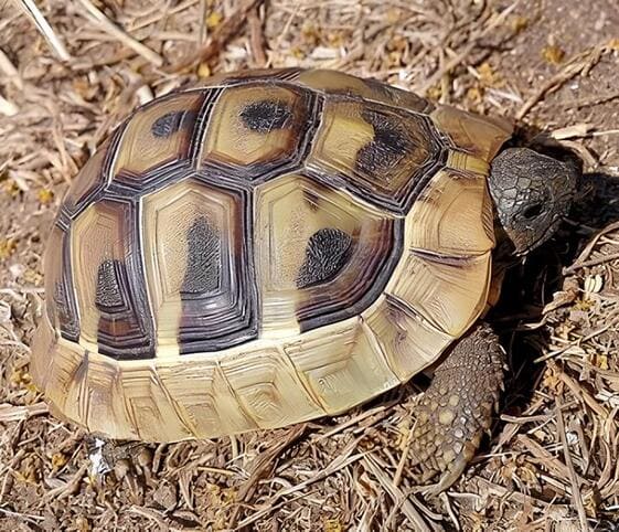 Hermann's Tortoise Hermann's Tortoise