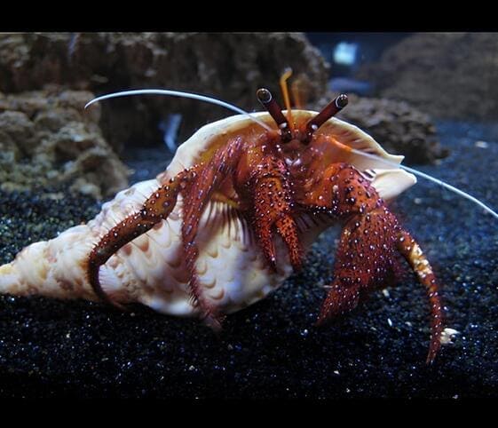 Hermit Crab Hermit Crab