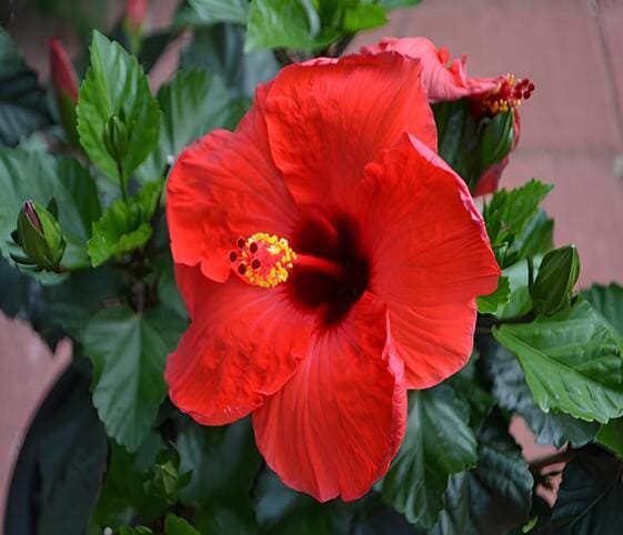Hibiscus Flower