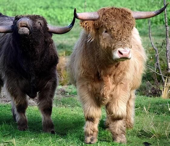 Highland Cattle