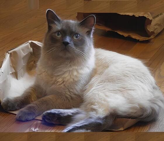 Himalayan Cat