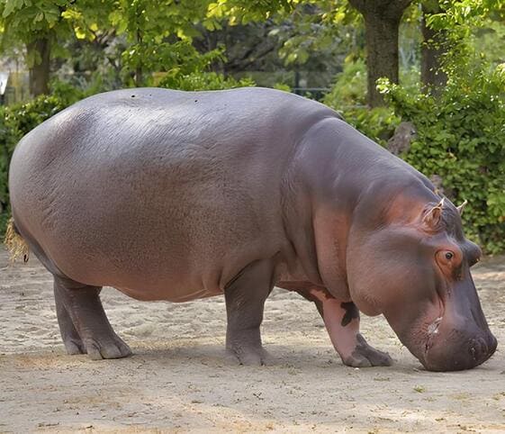 Hippopotamus Hippopotamus