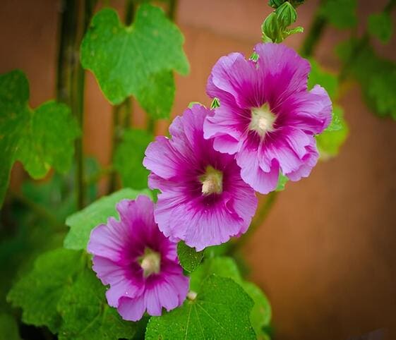 Hollyhock Flower