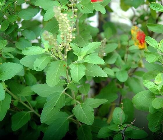 Holy Basil Plant