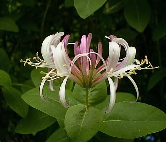 Honeysuckle Flower
