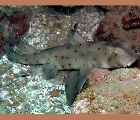 Horn Shark Horn Shark
