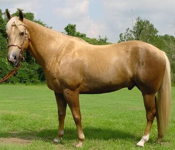 Horse or Steed