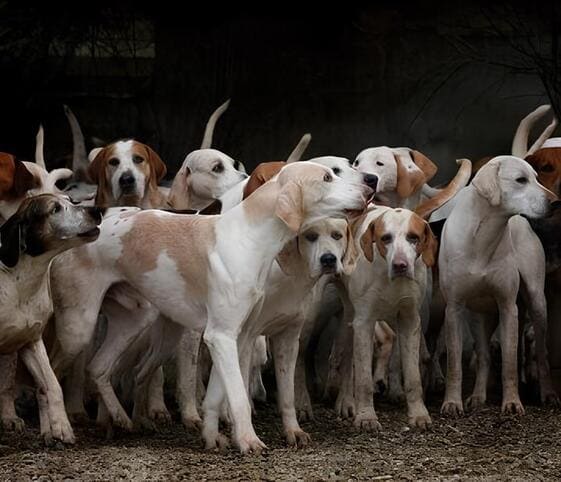 Hound