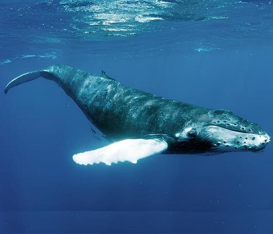 Humpback Whale Humpback Whale