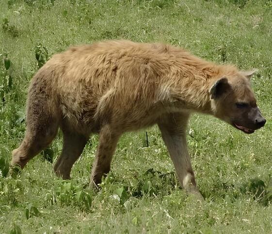 Hyena
