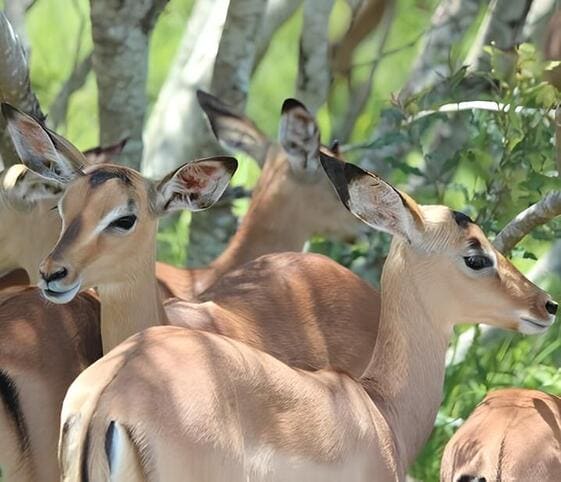 Impala