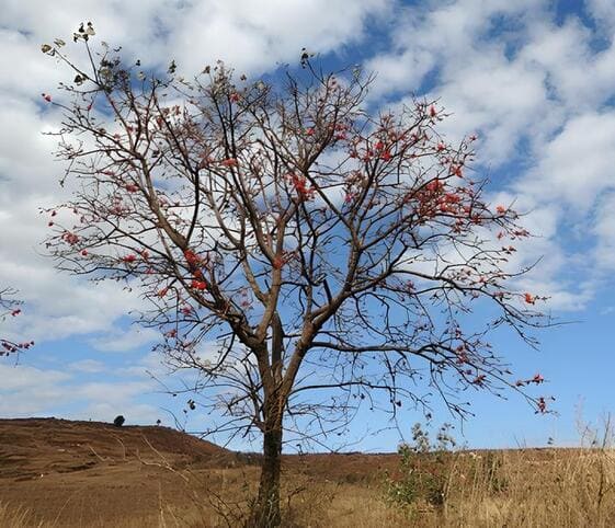 Indian Coral Tree