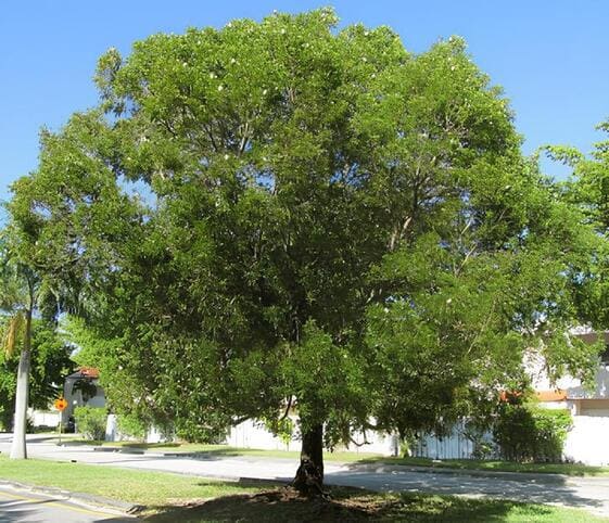 Indian Mahogany