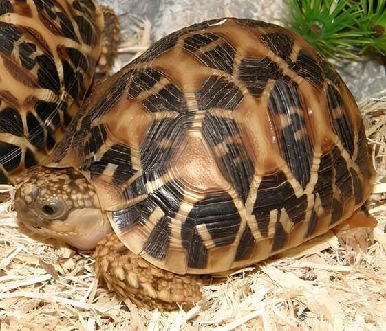 Indian Star Tortoise Indian Star Tortoise