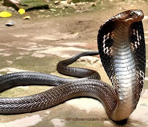 Indian Spectacled Cobra Indian Spectacled Cobra