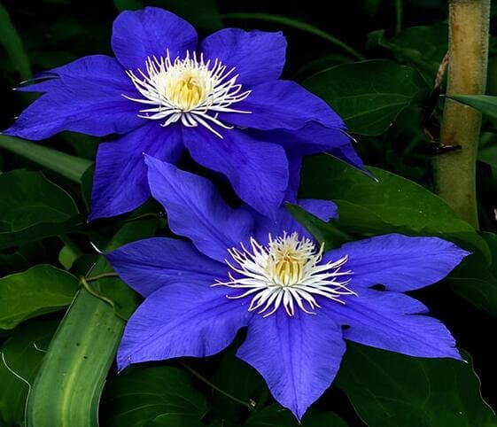 Indigo Flower