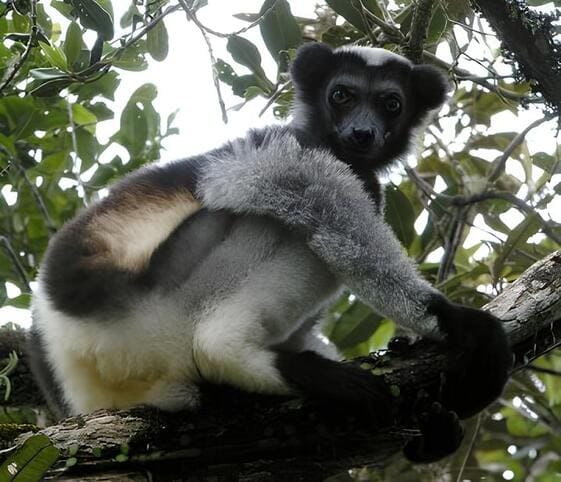 Indri