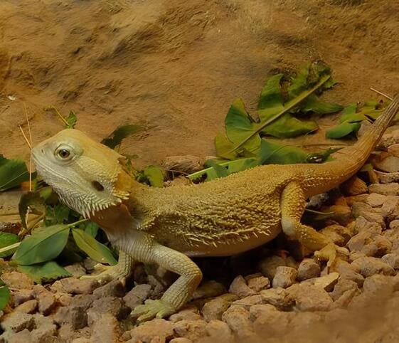 Inland Bearded Dragon Inland Bearded Dragon