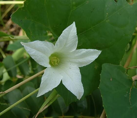 Ivy Flower