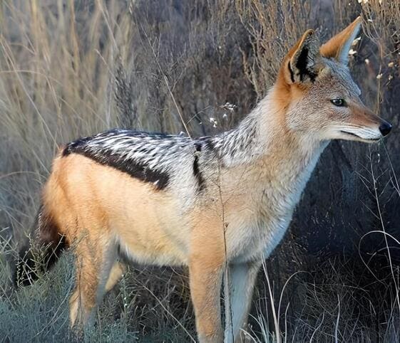 Jackal