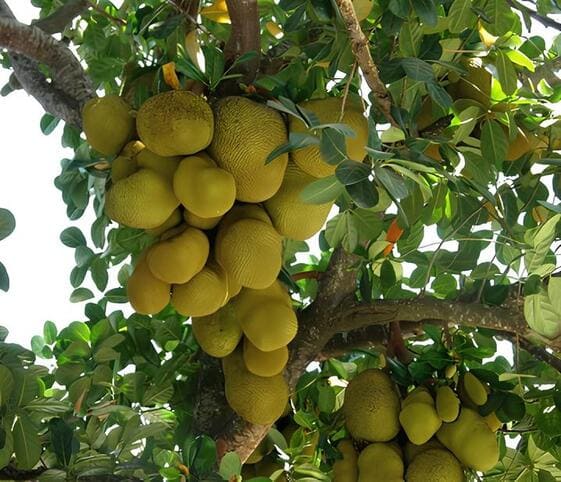 Jackfruit Tree
