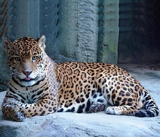 Jaguar