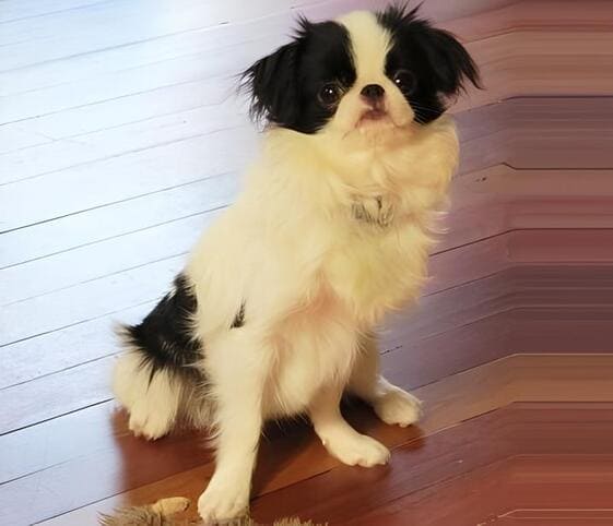 Japanese Chin
