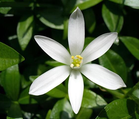Jasmine