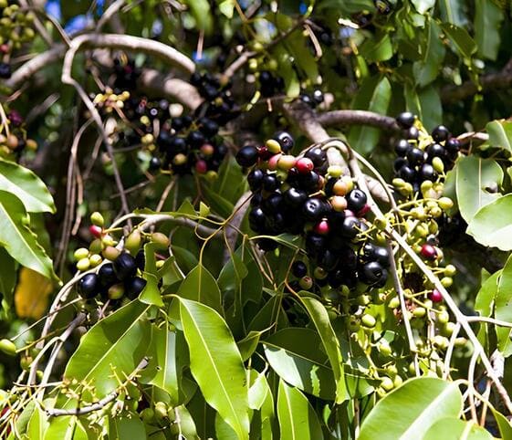 Java Plum Tree