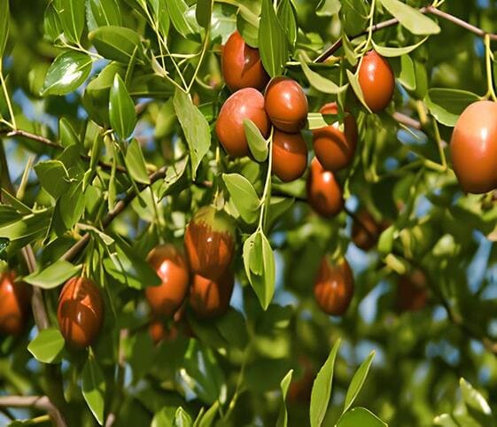 Jujube Tree