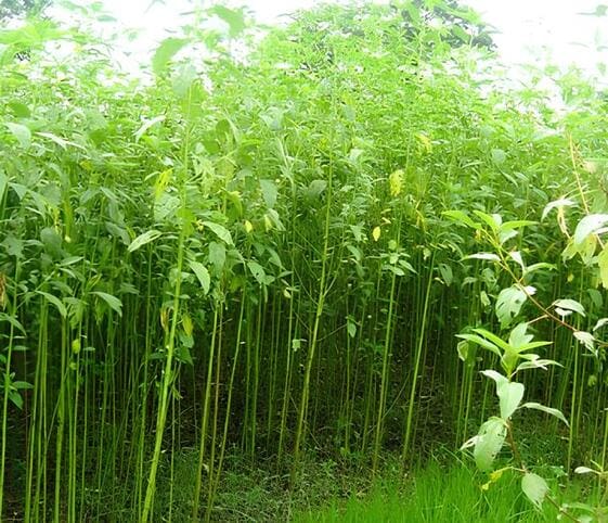 Jute Plant