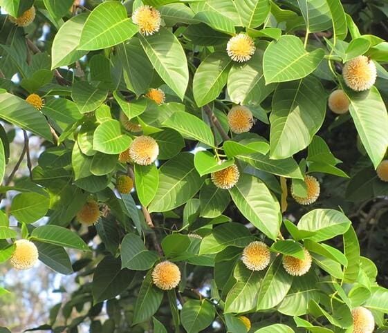 Kadamba Tree