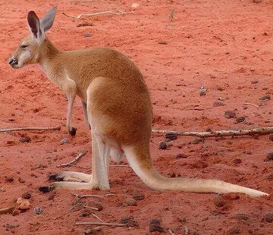Kangaroo
