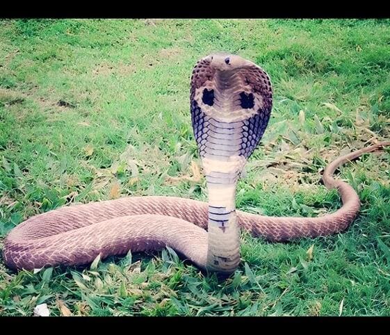 King Cobra King Cobra