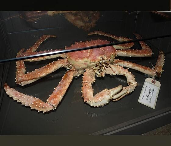 King Crab King Crab