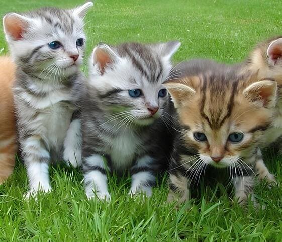Kitten