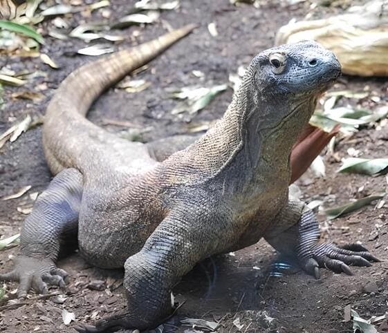 Komodo Dragon Komodo Dragon
