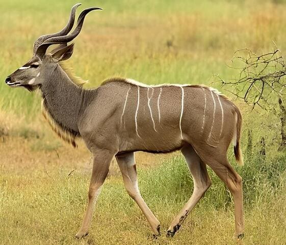 Kudu