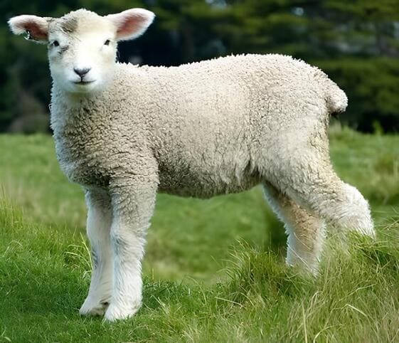 Lamb