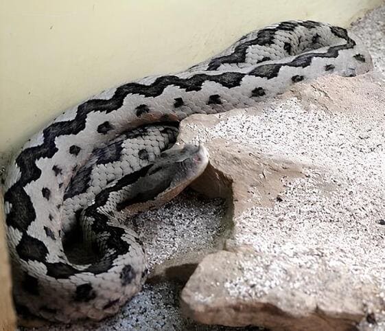 Lataste's Viper Lataste's Viper