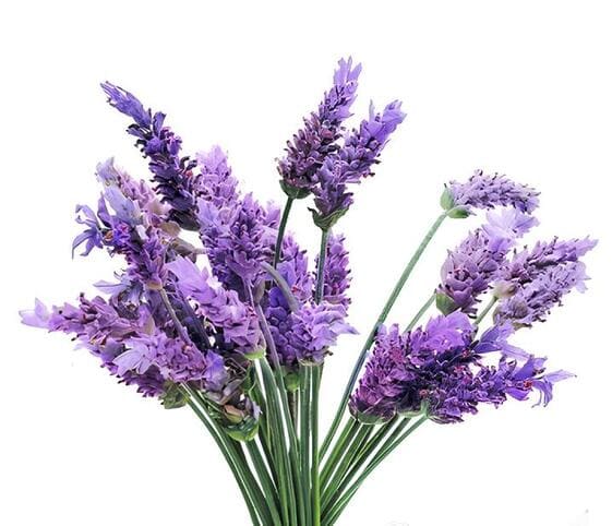 Lavender Flowers