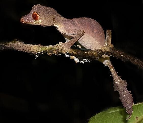 Leaf-tailed Gecko Leaf-tailed Gecko