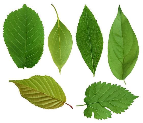 Leaf