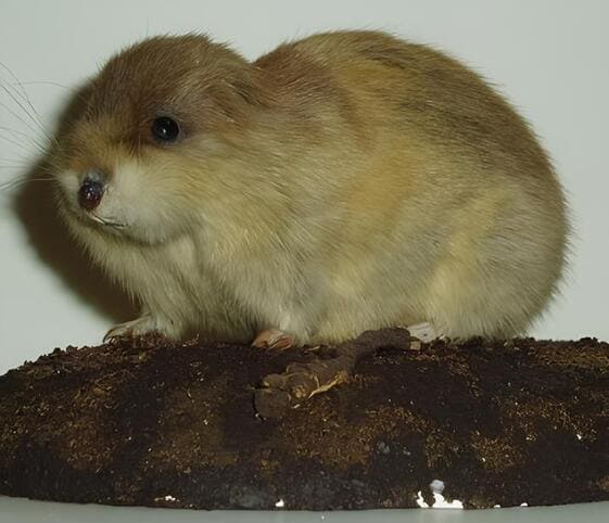 Lemming