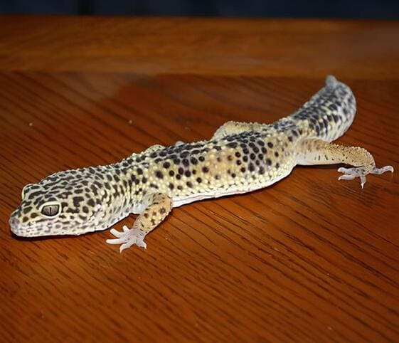 Leopard Gecko Leopard Gecko