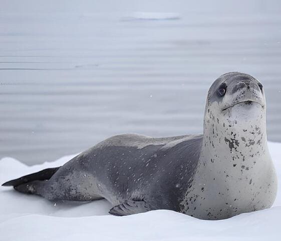 Leopard Seal Leopard Seal